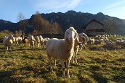 Pizzo Baciamorti e Monte Aralalta con giro ad anello da Capo Foppa di Pizzino l’8 dic. 2016 - FOTOGALLERY